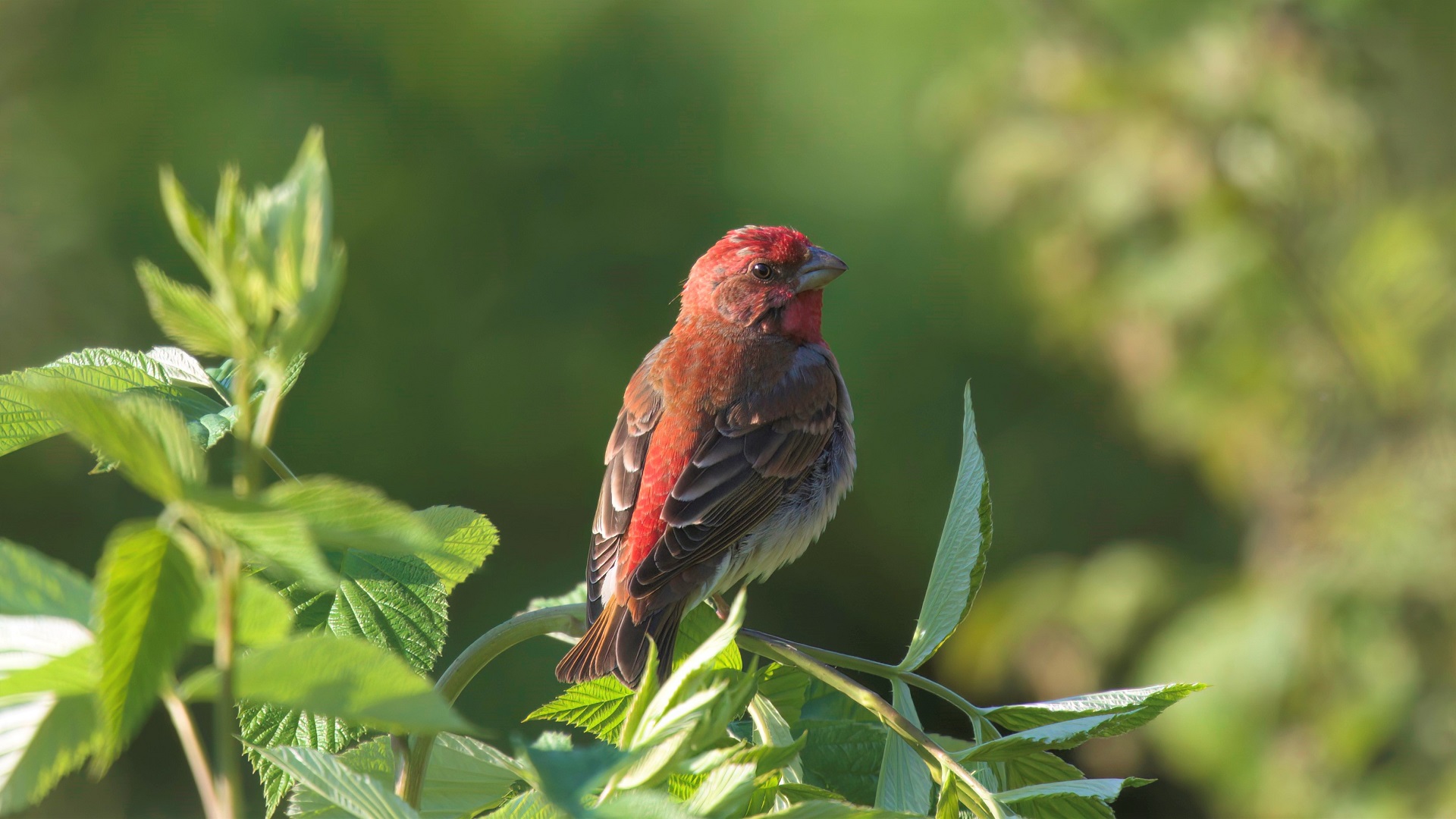 Common Rosefinch